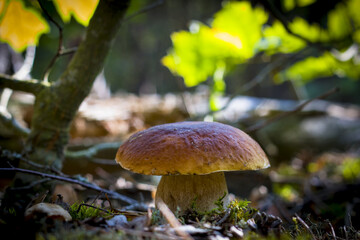 big wide cep mushroom grows in wood