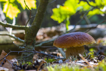 big wide cep mushroom grows in wood