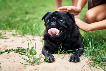 Portrait of pug dog on the grass, closeup
