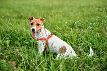 Dog on the grass in a summer day. Jack russel terrier puppy portrait