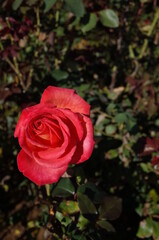 Pink blend Flower of Rose 'Saiun' in Full Bloom
