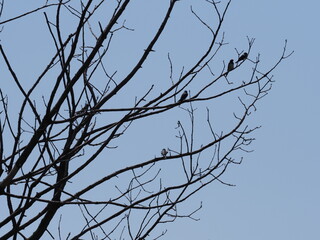 Four swallows sit on tree in european Goczalkowice town at Silesian district in Poland, clear blue sky in 2020 warm sunny spring day on June.