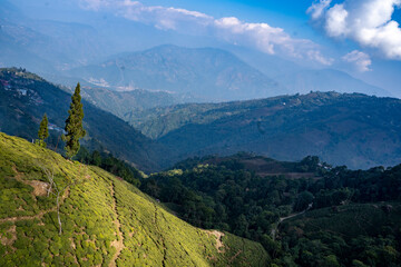 Himalayan Tea Estates