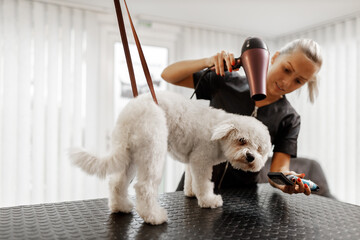 Dog showering and drying at the grooming saloon by pet beautician