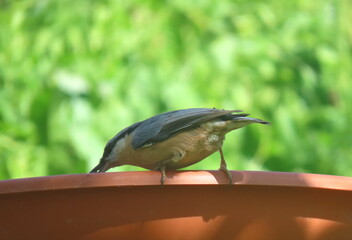 Eurasian nuthatch (Sitta europaea) feeding from a bird feeder in a sunny day.