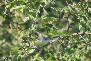 Great tit (Parus major) standing on a tree branch posing