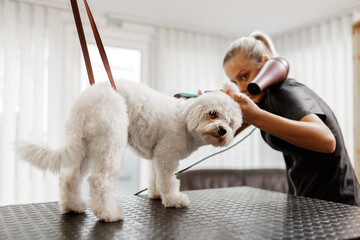 Dog showering and drying at the grooming saloon by pet beautician