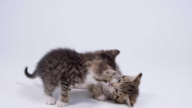 4k Two little striped playful kittens playing together on white studio background. Healthy adorable domestic pets and cats