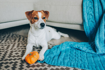 Adorable puppy Jack Russell Terrier with pumpkin lying  near the sofa with blue blanket.
