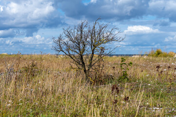 Obraz premium A single tree on a field with a dramatic sky with dark clouds in the background