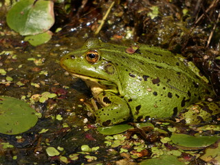 Pool frog (Pelophylax lessonae) - green frog in the duckweed, Gdansk, Poland
