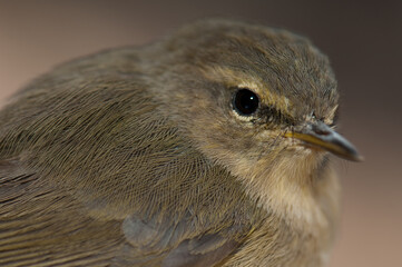Portrait of Canary Islands chiffchaff Phylloscopus canariensis. The Nublo Rural Park. Tejeda. Gran Canaria. Canary Islands. Spain.