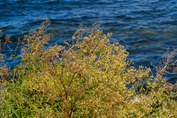 A photo of wild grass with a blue ocean in the background