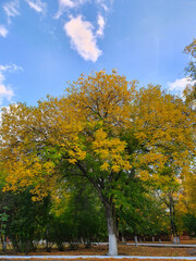 Naklejka premium autumn in the park