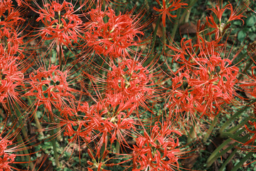 彼岸花を真上から見た視点