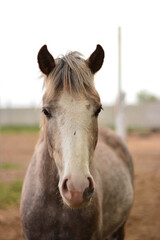Obraz premium close up of a horse