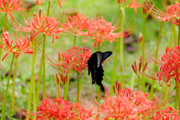 彼岸花の中を飛ぶクロアゲハ