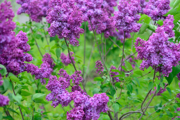 Pink lilac flower.