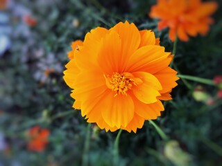 orange flower in the garden