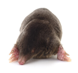 European mole on white.