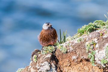 Grey-crowned Rosy-Finch (Leucosticte tephrocotis maxima) St. George Island, Pribilof Islands, Alaska, USA