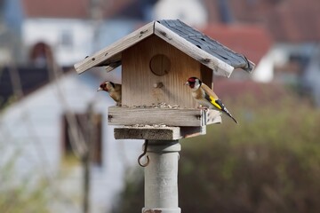 Stieglitze im Vogelhaus