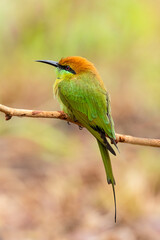 Green Bee-Eater perching on a tree branch looking into a distance