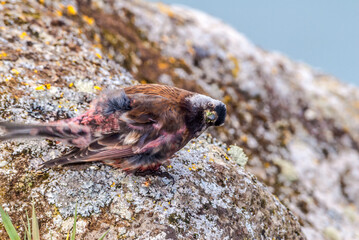 Grey-crowned Rosy-Finch (Leucosticte tephrocotis maxima) St. George Island, Pribilof Islands, Alaska, USA