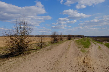 Fototapeta na wymiar Wide dirt road among fields. A tree by the road. Landscape.