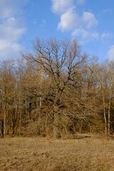Beautiful branchy tree in autumn. White clouds in the blue sky. Landscape.