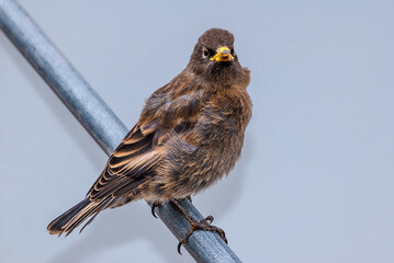 Immature Grey-crowned Rosy-Finch (Leucosticte tephrocotis maxima) St. George Island, Pribilof Islands, Alaska, USA