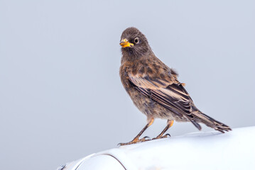 Immature Grey-crowned Rosy-Finch (Leucosticte tephrocotis maxima) St. George Island, Pribilof Islands, Alaska, USA