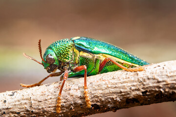 Closeup jewel beetles or buprestidae on tree branch with blurry background.  Macro shot wildlife insect of metallic wood-boring beetles.