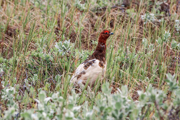 Willow Ptarmigan (Lagopus lagopus) male in Barents Sea coastal area, Russia