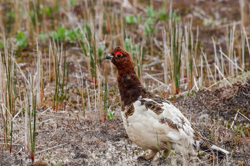 Willow Ptarmigan (Lagopus lagopus) male in Barents Sea coastal area, Russia