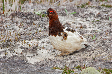 Willow Ptarmigan (Lagopus lagopus) male in Barents Sea coastal area, Russia