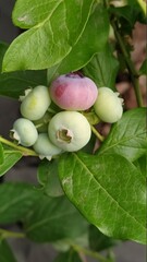 gooseberries on a branch