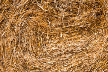  dry grass in haystack close up