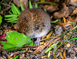 Fressende Maus unter einem Busch