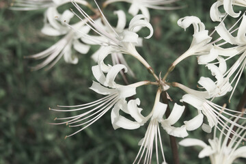 白い彼岸花のアップ