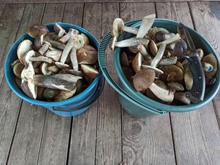 mushrooms in a basket