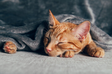 Fototapeta na wymiar Cute ginger kitten sleeps