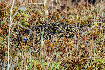 Willow Ptarmigan (Lagopus lagopus) female at nest in Barents Sea coastal area, Russia