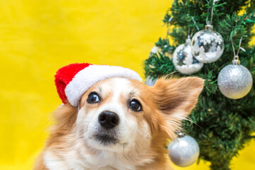 Portrait of a ginger dog in a Santa Claus hat with a Christmas tree on a yellow background
