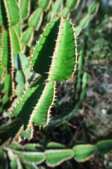 Close-up of Euphorbia rowlandii, the Levuvhu euphorbia, a succulent native to the Soutpansberg region in South Africa and southeastern Zimbabwe. It's a medium-sized, monoecious shrub with multiple spi