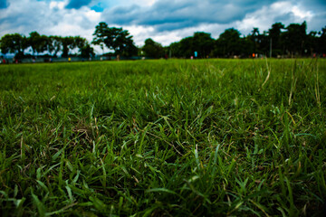 Obraz premium green grass and blue sky