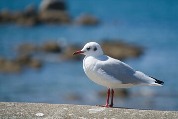 Mouette de profil . © Richard