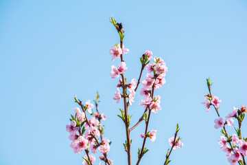 Spring tree with pink flowers almond blossom on a branch on green background, on blue sky with daily light. Flower, fresh.