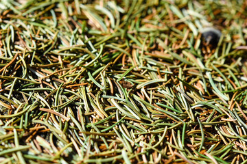 Ground cover in the forest