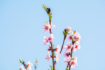  Blooming cherry tree branches against a cloudy blue sky.